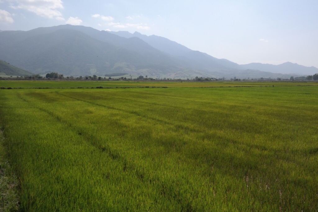 Reisfelder und Berge - Nha Trang