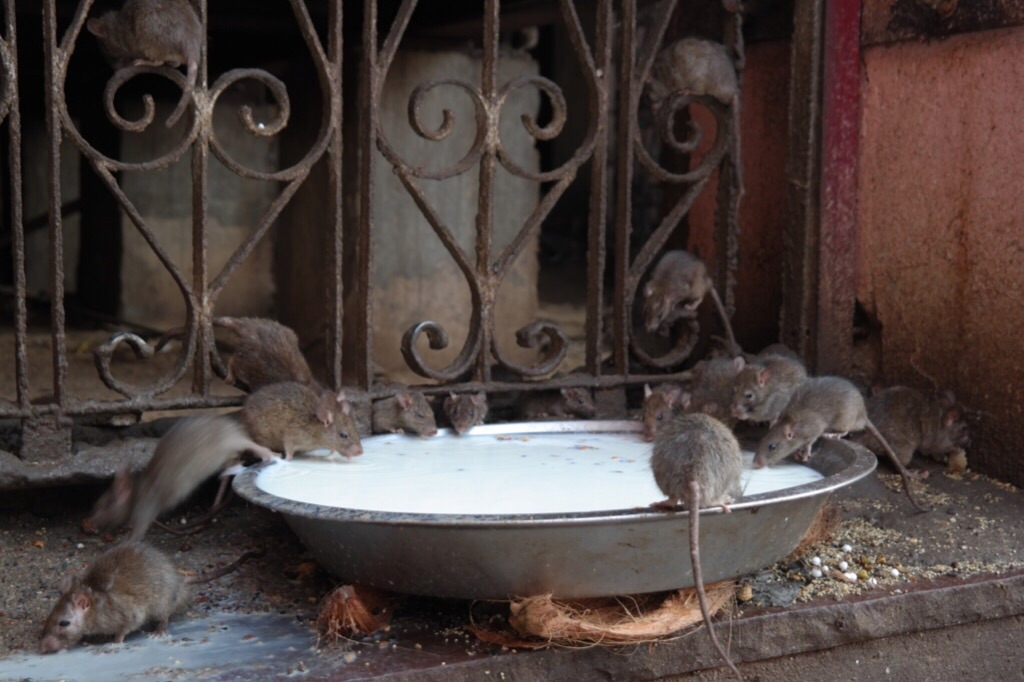 Karni Mata "Rat" Temple - Deshnok