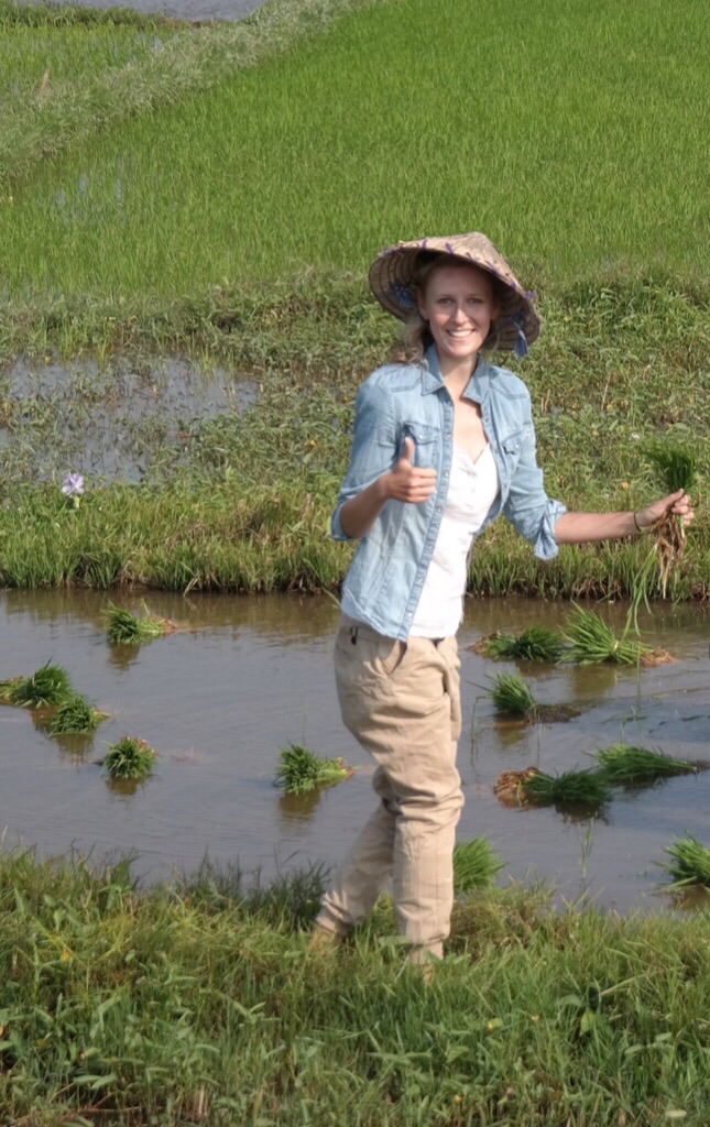 Reispflänzchen setzen - Hoi An
