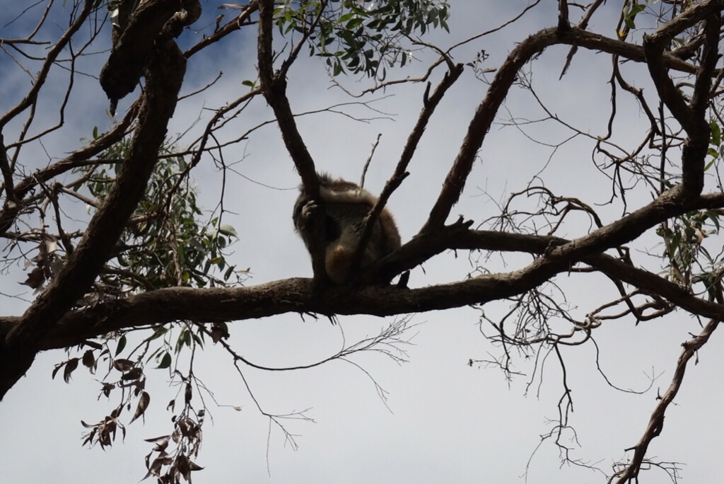 Der erste gesichtete Koala - Great Ocean Road