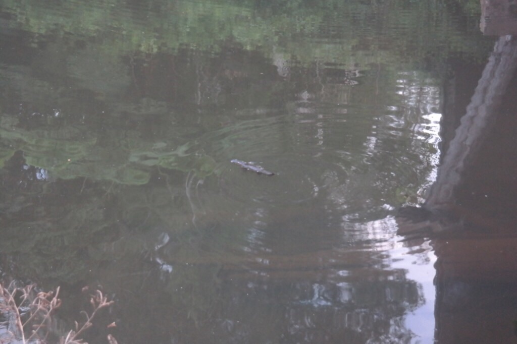 Schnabeltierbeobachtung - Eungella Nationalpark